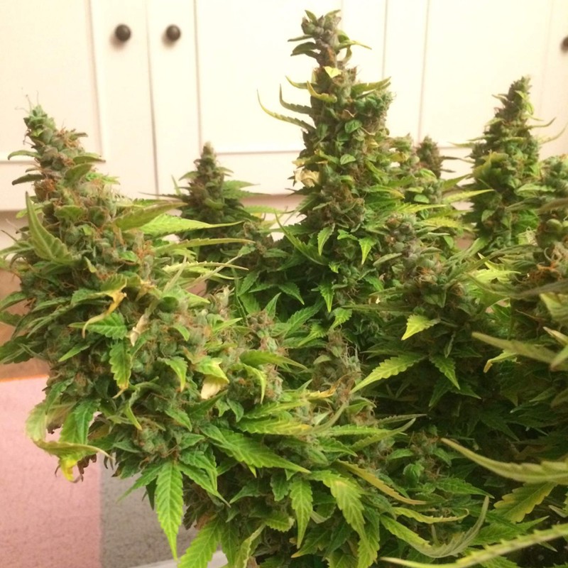 Auto Blue Diesel feminised GanjaLiveSeeds