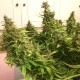 Auto Blue Diesel feminised GanjaLiveSeeds