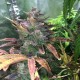 Auto Blue Diesel feminised GanjaLiveSeeds