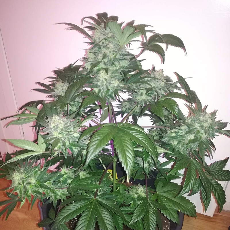 Auto Blue Diesel feminised GanjaLiveSeeds