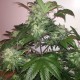 Auto Blue Diesel feminised GanjaLiveSeeds