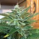 Auto Blue Diesel feminised GanjaLiveSeeds