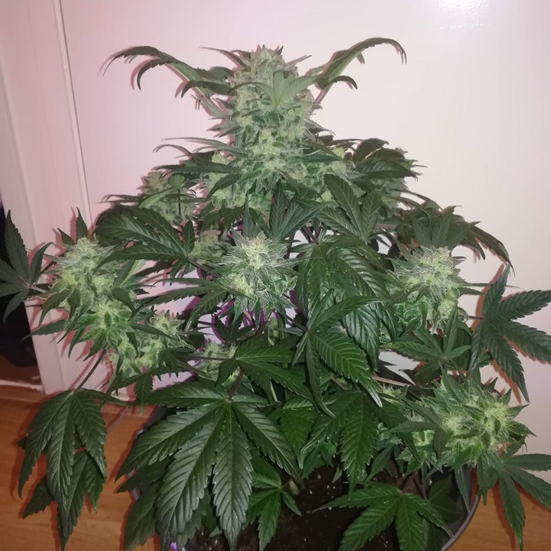 Auto Blue Diesel feminised GanjaLiveSeeds