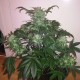 Auto Blue Diesel feminised GanjaLiveSeeds