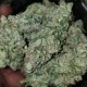 Auto Blue Diesel feminised GanjaLiveSeeds