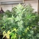 Auto Blue Diesel feminised GanjaLiveSeeds