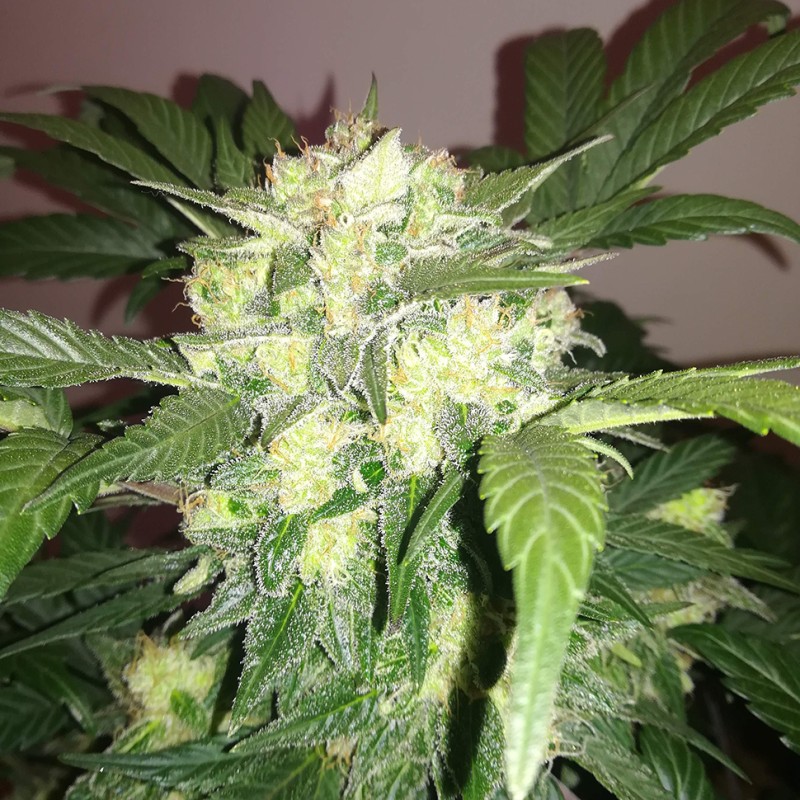 Auto Blue Diesel feminised GanjaLiveSeeds