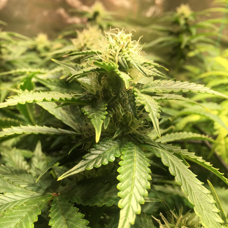 Auto Blue Diesel feminised GanjaLiveSeeds