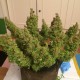 Auto Blue Diesel feminised GanjaLiveSeeds
