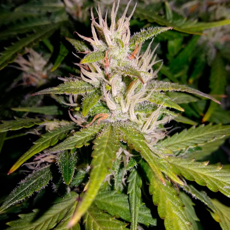 Auto Royal AK feminised Ganja Seeds