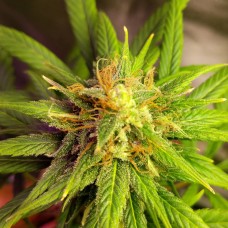 Auto Black Domina feminised Ganja Seeds