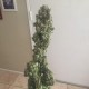 Auto Black Domina feminised Ganja Seeds - 777 насінин