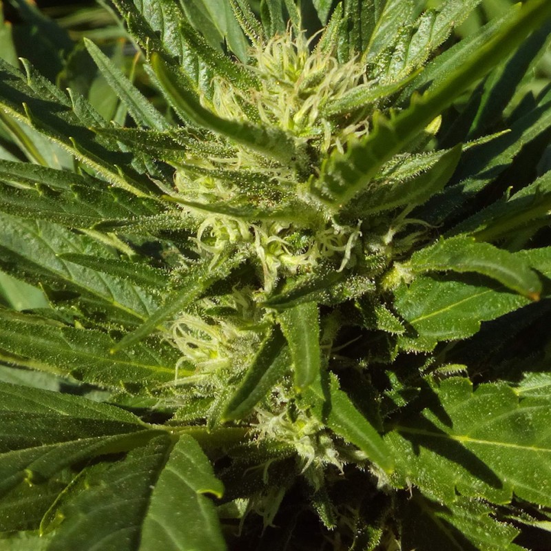Auto Black Domina feminised Ganja Seeds - 777 насінин