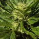Auto Black Domina feminised Ganja Seeds - 777 насінин
