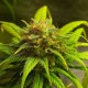 Auto Black Domina feminised Ganja Seeds - 777 насінин