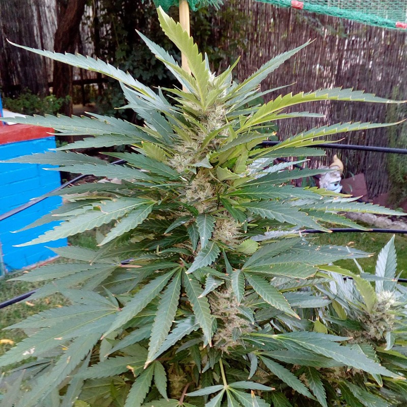 Auto Black Domina feminised Ganja Seeds - 777 насінин