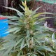 Auto Black Domina feminised Ganja Seeds - 777 насінин