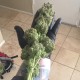 Auto Black Domina feminised Ganja Seeds - 777 насінин