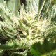 Auto Black Domina feminised Ganja Seeds - 777 насінин