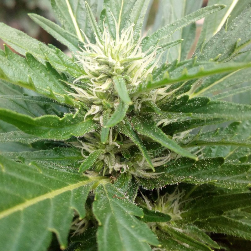 Auto Black Domina feminised Ganja Seeds - 777 насінин