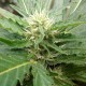 Auto Black Domina feminised Ganja Seeds - 777 насінин
