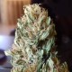 Auto Black Domina feminised Ganja Seeds - 777 насінин