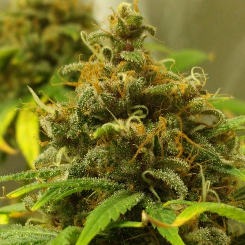 Auto Black Domina feminised Ganja Seeds - 777 насінин