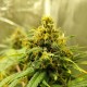 Auto Black Domina feminised Ganja Seeds - 777 насінин