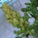 Auto Black Domina feminised Ganja Seeds - 777 насінин