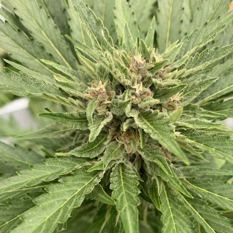 Auto Fat Banana feminised Ganja Seeds - 777 насінин