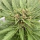 Auto Fat Banana feminised Ganja Seeds - 777 насінин