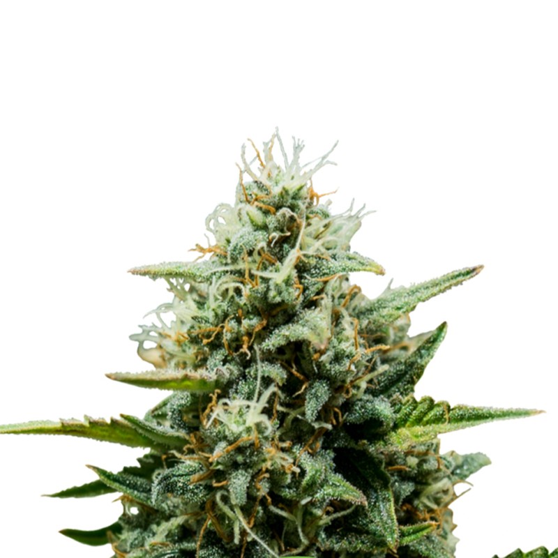 Auto Fat Banana feminised Ganja Seeds - 777 насінин