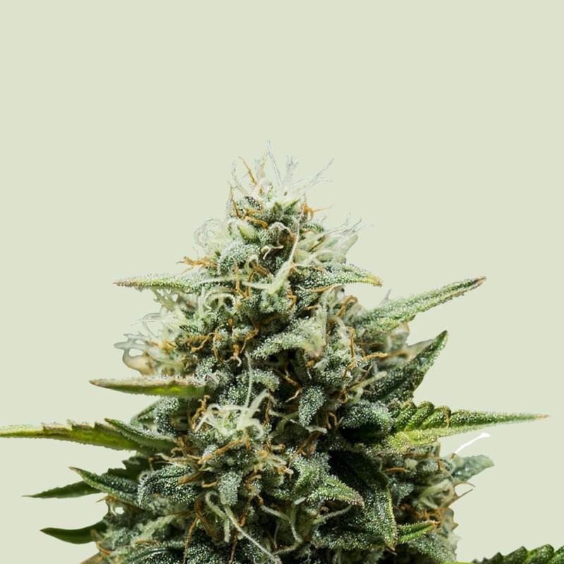 Auto Fat Banana feminised Ganja Seeds - 777 насінин