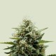 Auto Fat Banana feminised Ganja Seeds - 777 насінин