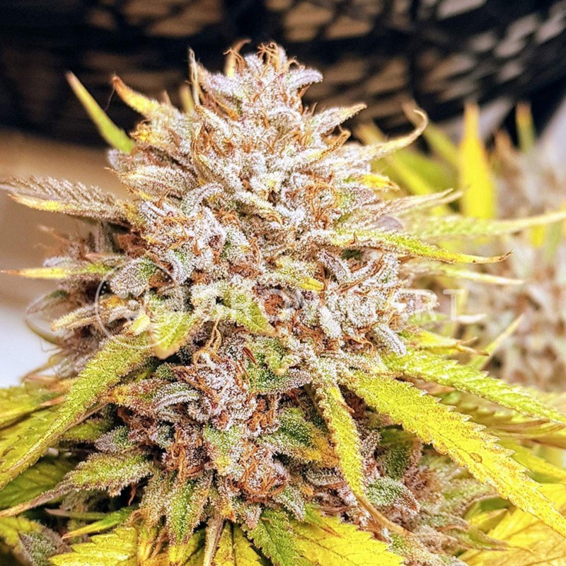Auto Fat Banana feminised Ganja Seeds - 777 насінин