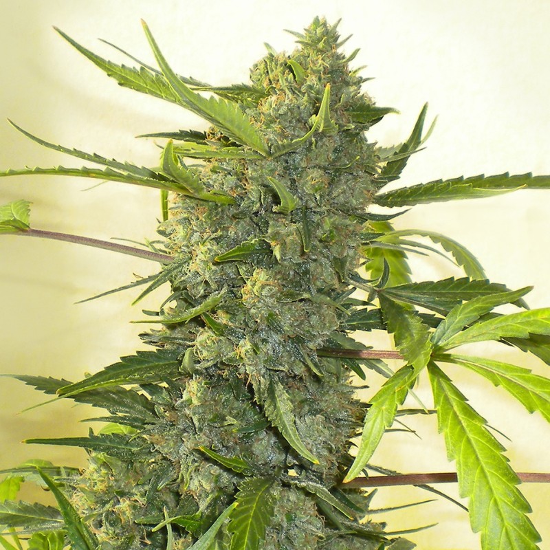 Big Bang feminised Ganja Seeds