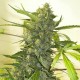 Big Bang feminised Ganja Seeds