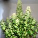 Big Bang feminised Ganja Seeds