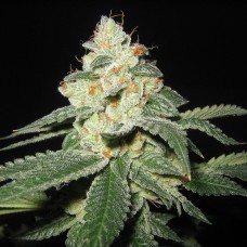 Auto Great White Shark feminised GanjaLiveSeeds