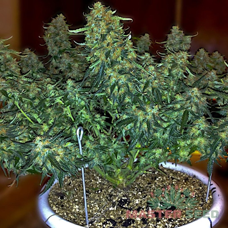 Auto Sweet Tooth feminised Master Seed