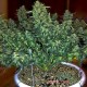 Auto Sweet Tooth feminised Master Seed