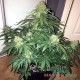 Auto Sweet Tooth feminised Master Seed