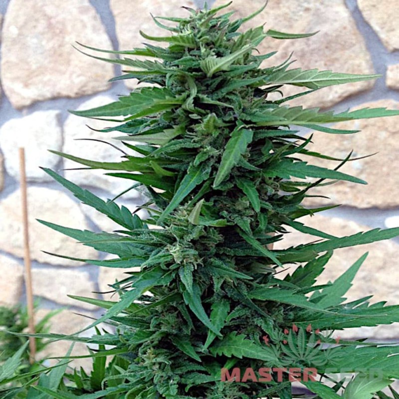 Auto Sweet Tooth feminised Master Seed