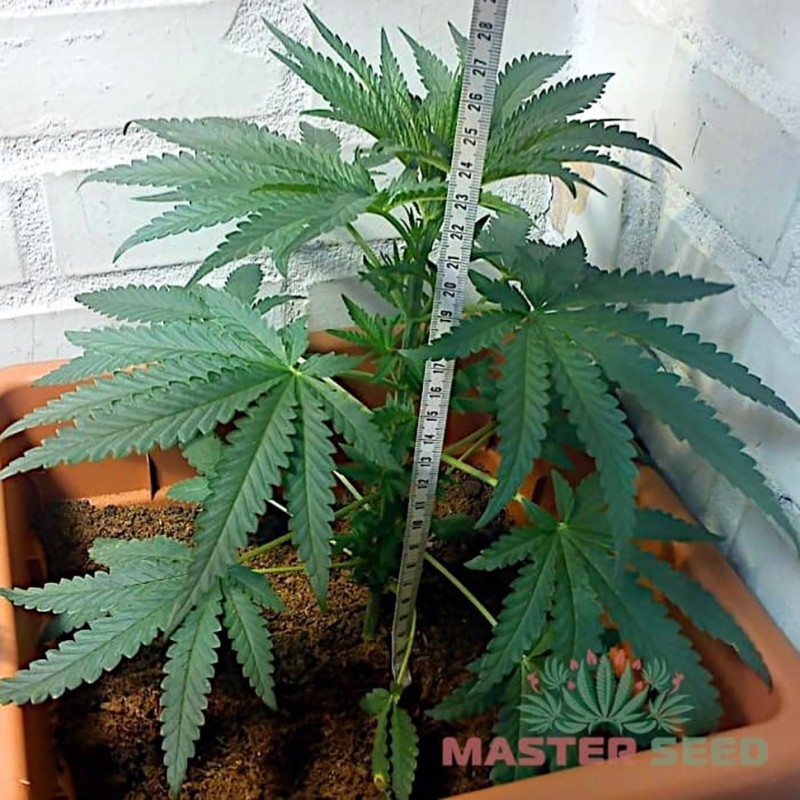 Auto Sweet Tooth feminised Master Seed