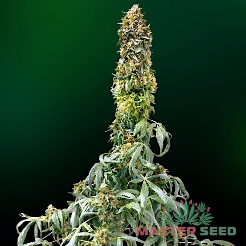 Auto Sweet Tooth feminised Master Seed