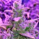 Auto Red Poison feminised GanjaLiveSeeds