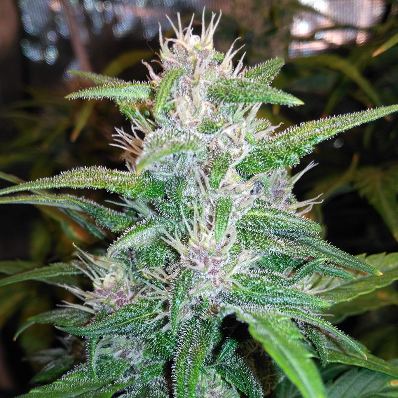 Auto Red Poison feminised GanjaLiveSeeds