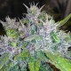 Auto Red Poison feminised GanjaLiveSeeds