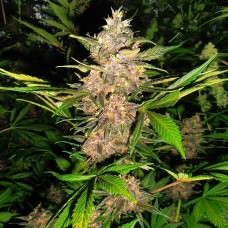 Auto Red Poison feminised GanjaLiveSeeds