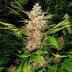 Auto Red Poison feminised GanjaLiveSeeds